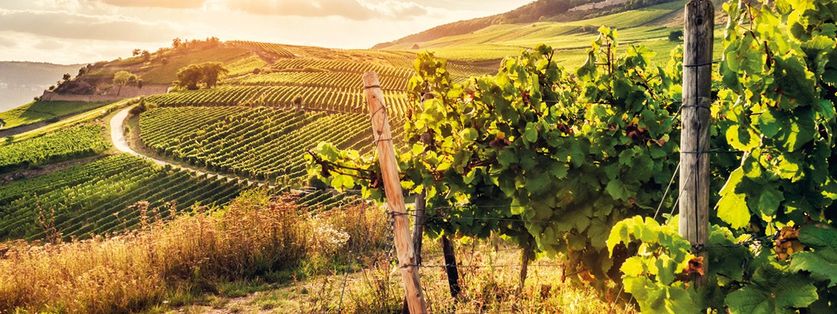 Holder Schmalspurschlepper für den Wein- und Obstbau Holder Schmalspurschlepper im Wein- und Obstbau